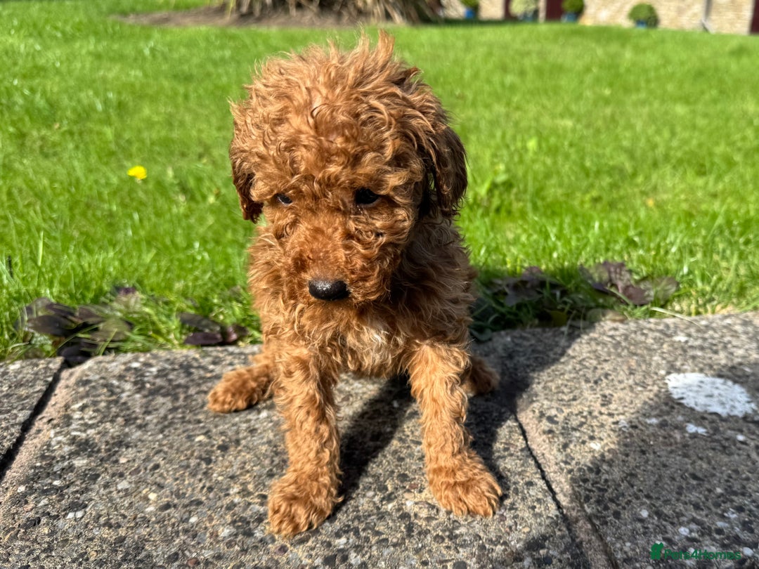 Miniature Poodle dogs for sale: Dark Red Miniature Poodle puppies  - Image 2