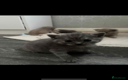 British Shorthair cats for sale: British shorthair kittens  - Image 2