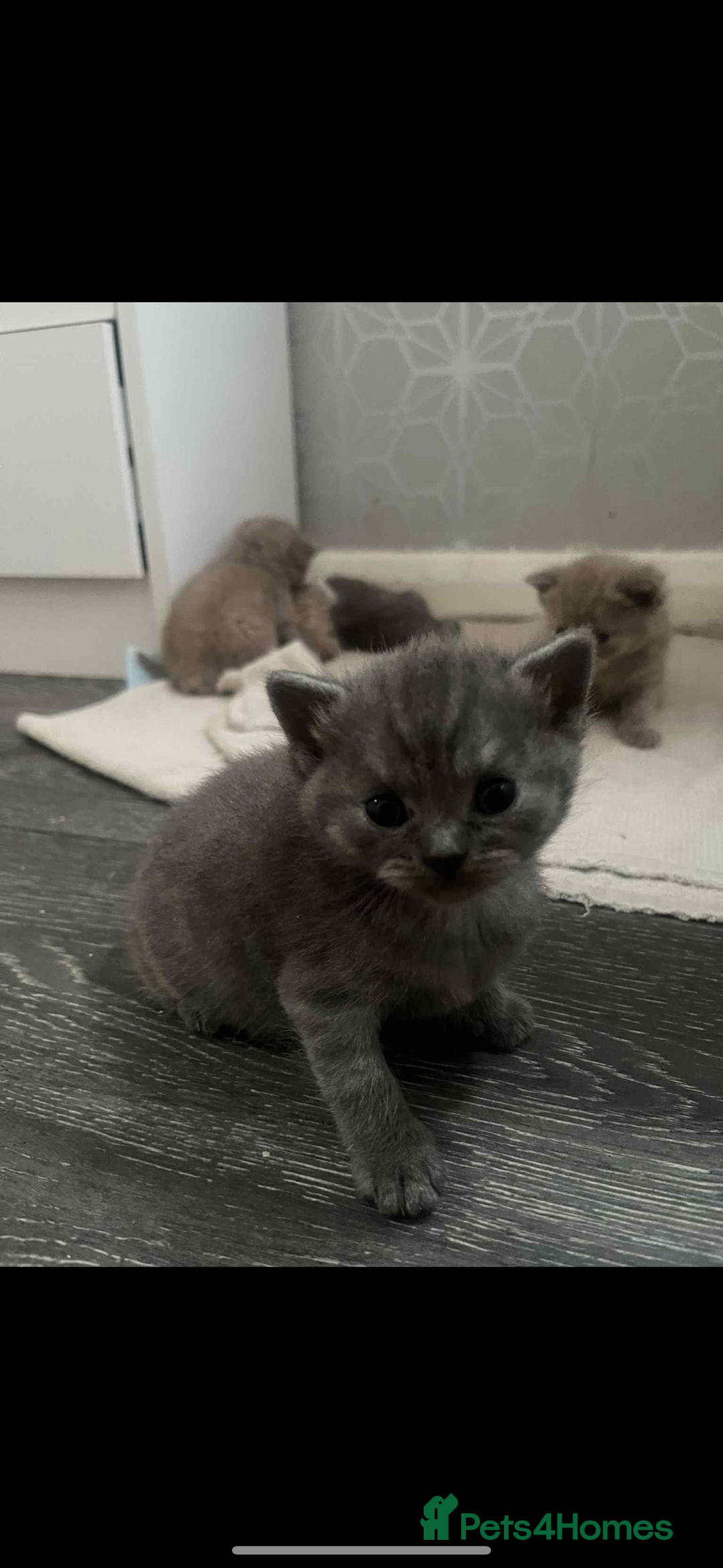 British Shorthair cats for sale: British shorthair kittens  - Image 2