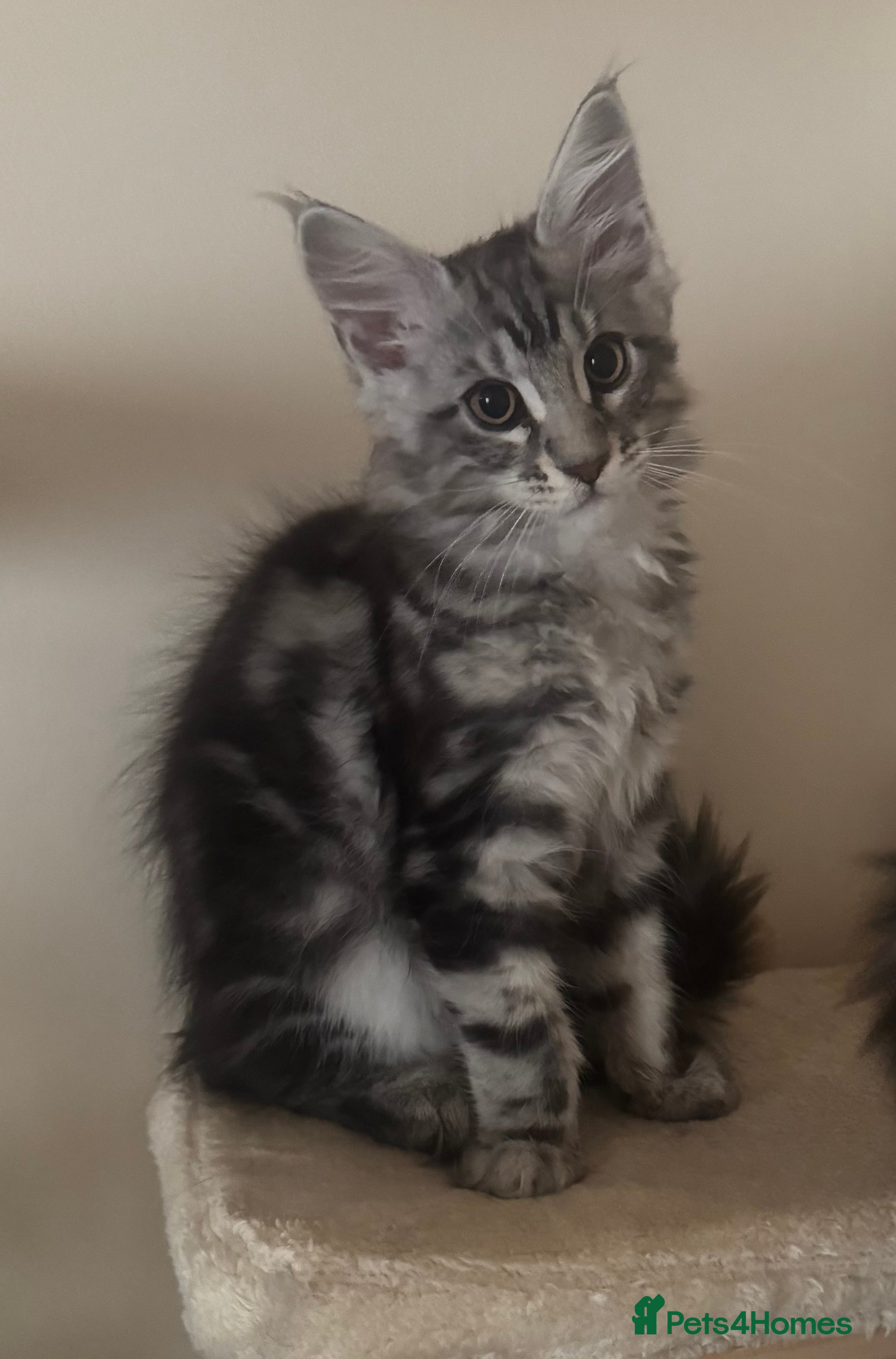 Maine Coon cats Beautiful Maine Coon Kittens  - Advert 1
