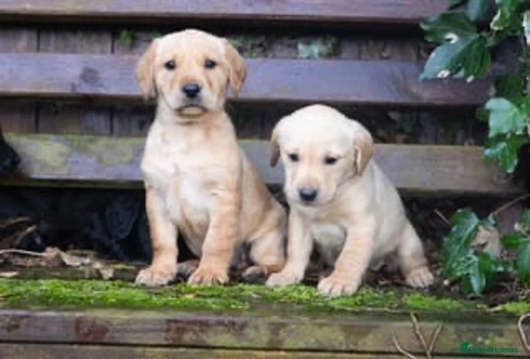 Mixed Breed dogs for sale: Sprockerdor puppies  - Advert 3