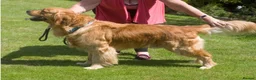 Golden Retriever dogs for sale: I’m rehoming this puppy on behalf of the owner in London - Advert 5