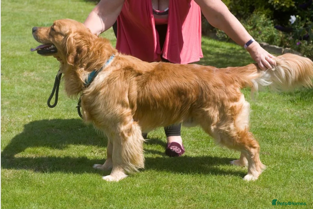 Golden Retriever dogs for sale: I’m rehoming this puppy on behalf of the owner in London - Advert 5