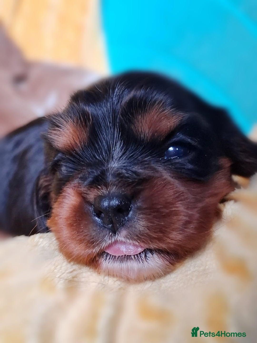 Cavalier King Charles Spaniel dogs for sale: KCC spaniels boys @ girls healt tested parents  - Advert 4