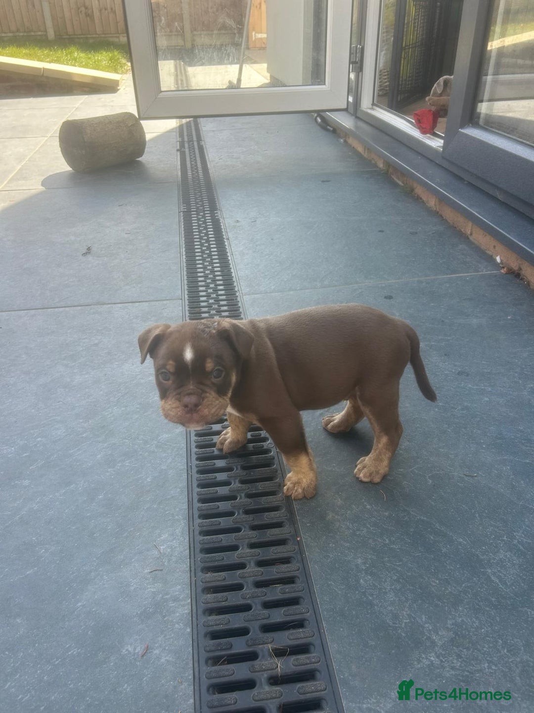 Olde English Bulldogge dogs for sale: Olde English Bulldog Puppies - Image 2