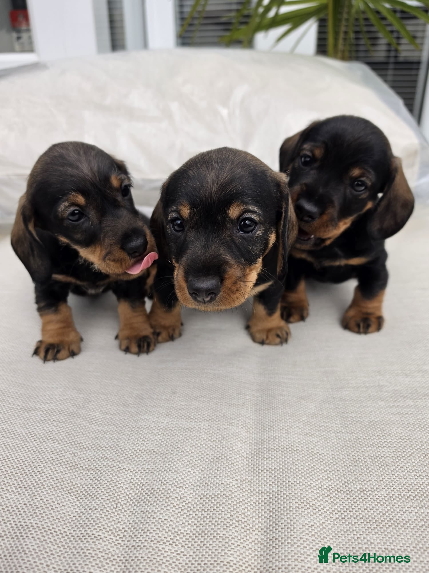 Dachshund dogs Wirehaired dachshunds ( teckels) - Advert 1