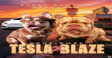 French Bulldog dogs - Advert 11