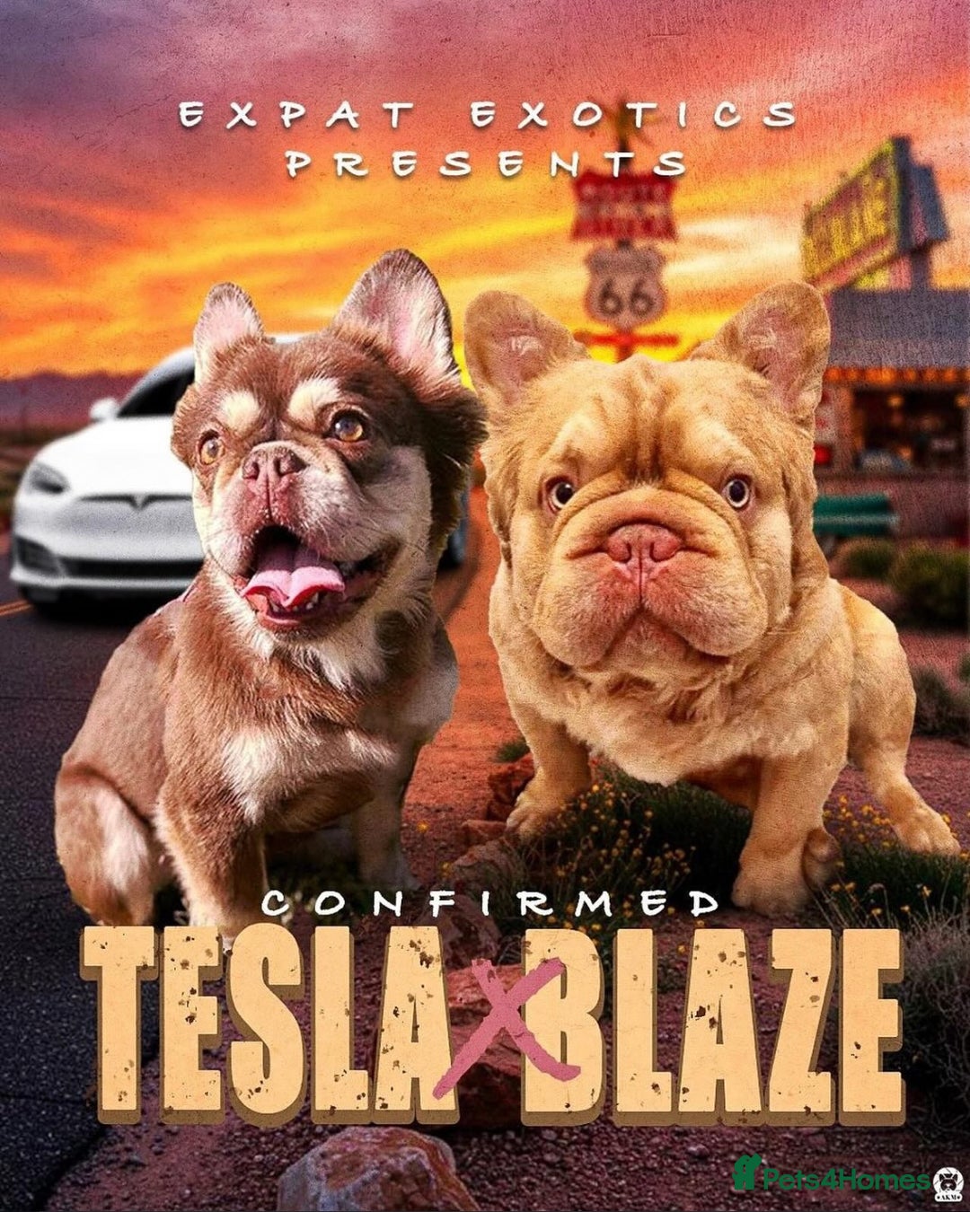 French Bulldog dogs for sale: Visual Fluffy 🧶 New Shade Frenchies 💎  - Image 2