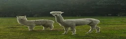 Alpaca livestock for sale: Four super BAS registered females for sale - Advert 5