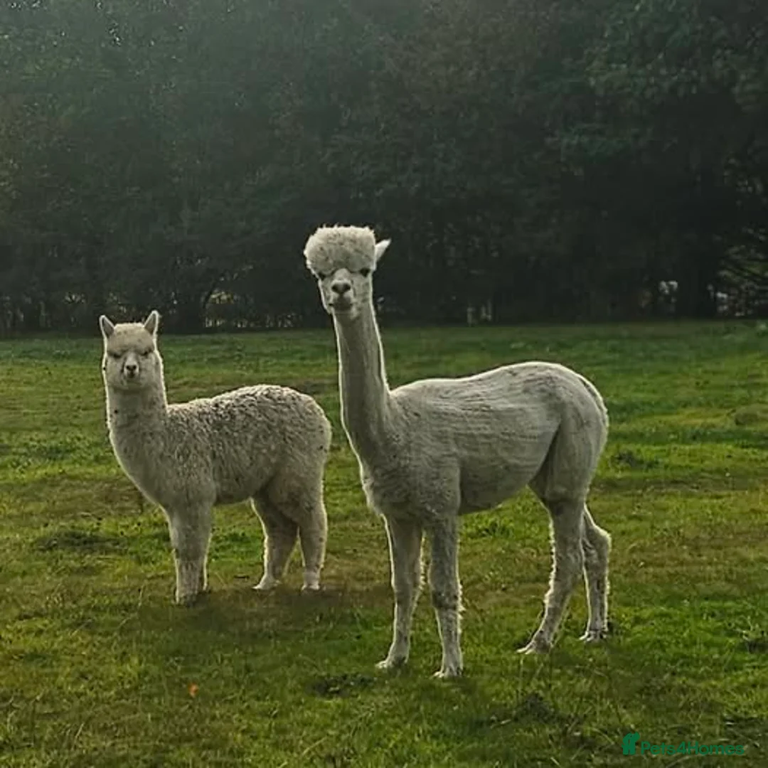 Alpaca livestock for sale: Four super BAS registered females for sale - Advert 5
