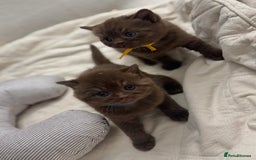 British Shorthair cats for sale: 😻Chocolate BSH boys✅ 👌GCCF reg, ready November  - Image 5