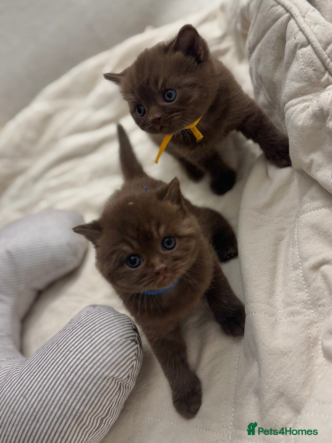 British Shorthair cats for sale: 😻Chocolate BSH boys✅ 👌GCCF reg, ready November  - Image 5
