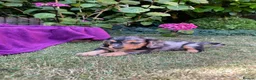 Miniature Dachshund dogs for sale: Miniature long haired dachshunds - Advert 5