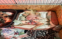 French Bulldog dogs for sale: Fluffy French bulldogs pending pink & testable  - Image 18