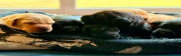 Labrador Retriever dogs for sale: Labrador Retriever, Red Fox, Black KC Registered - Advert 9