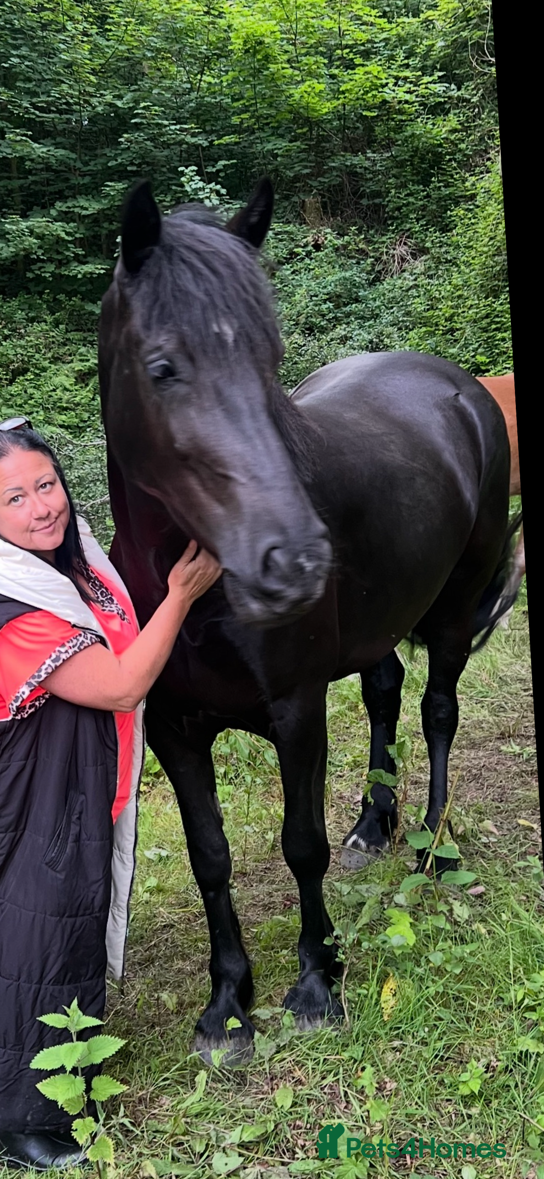 Welsh Section D horses for sale: Section D beautiful Black Mare Magic - Image 31