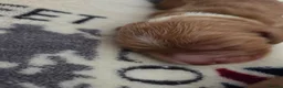 Cocker Spaniel dogs for sale: RKC SHOW COCKER SPANIEL PUPPIES EXTENSIVELY HEALTH - Advert 15