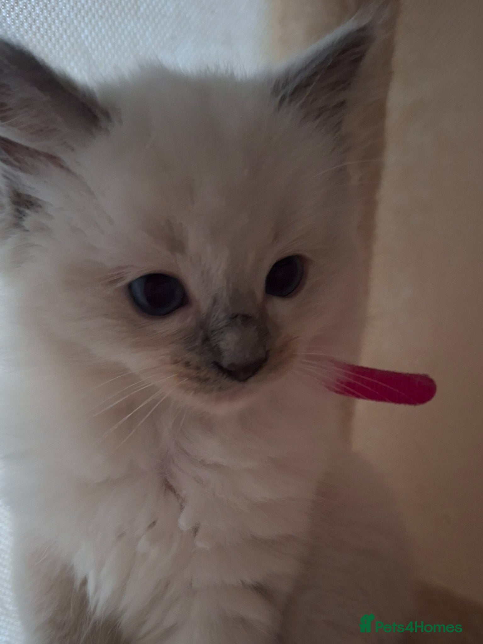Ragdoll cats Stunning Ragdoll kittens  - Advert 2