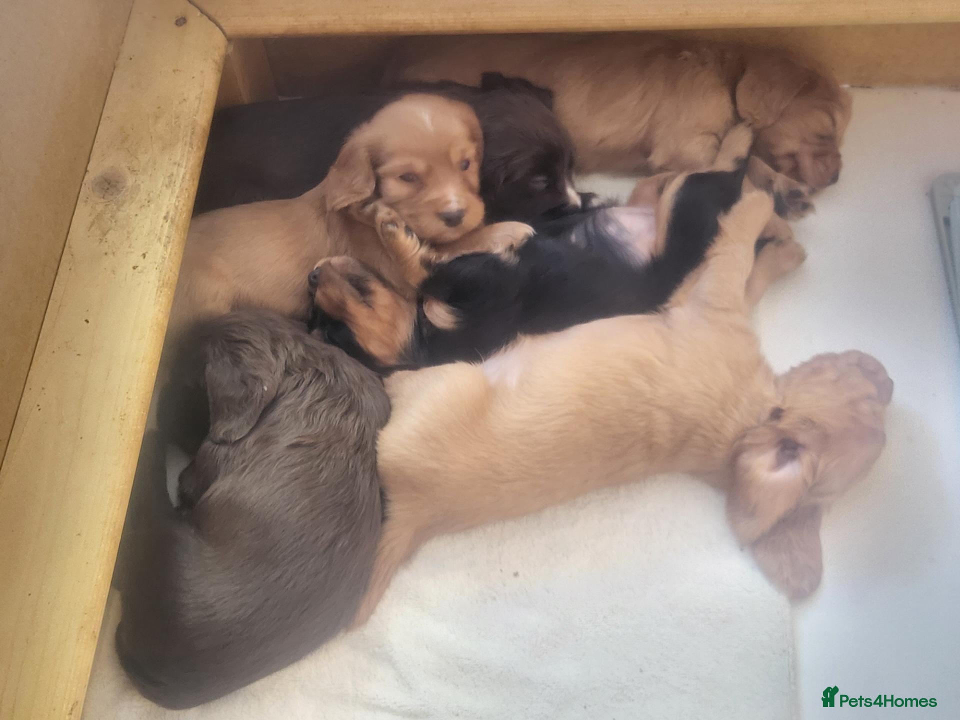 Cocker Spaniel dogs Working Cocker Puppies - Advert 2