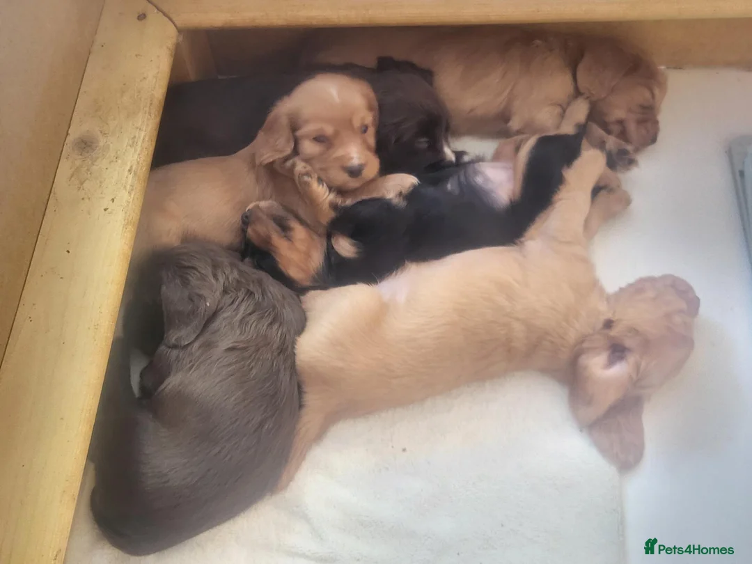 Cocker Spaniel dogs for sale: Working Cocker Puppies - Advert 2