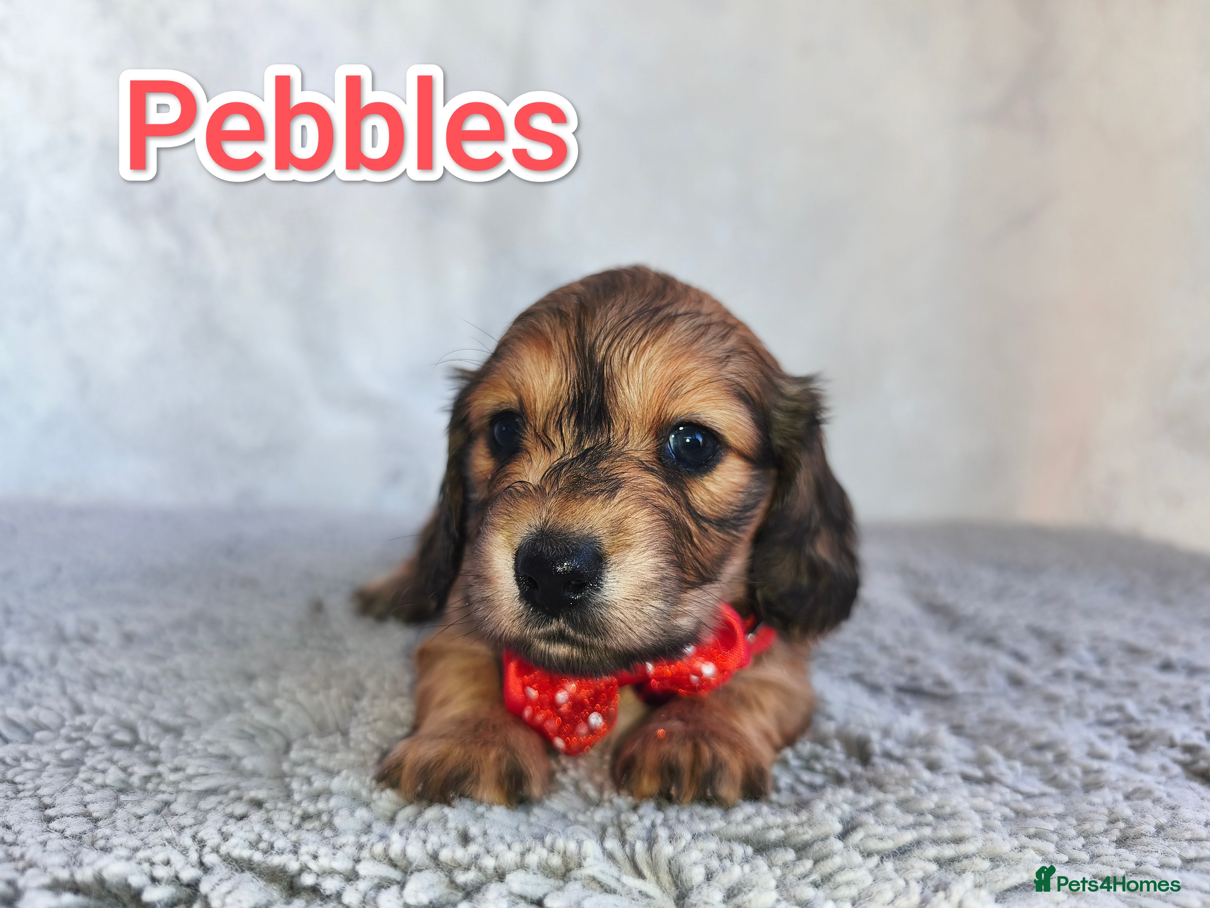 Miniature Dachshund dogs Stunning Long haired mini dachshunds  - Advert 2