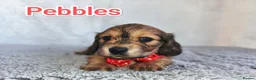 Miniature Dachshund dogs for sale:  Long haired mini dachshunds ready to leave  - Advert 6