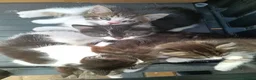 Mixed Breed cats for sale: 5 Beautiful Kittens For Sale!!!!! - Advert 4
