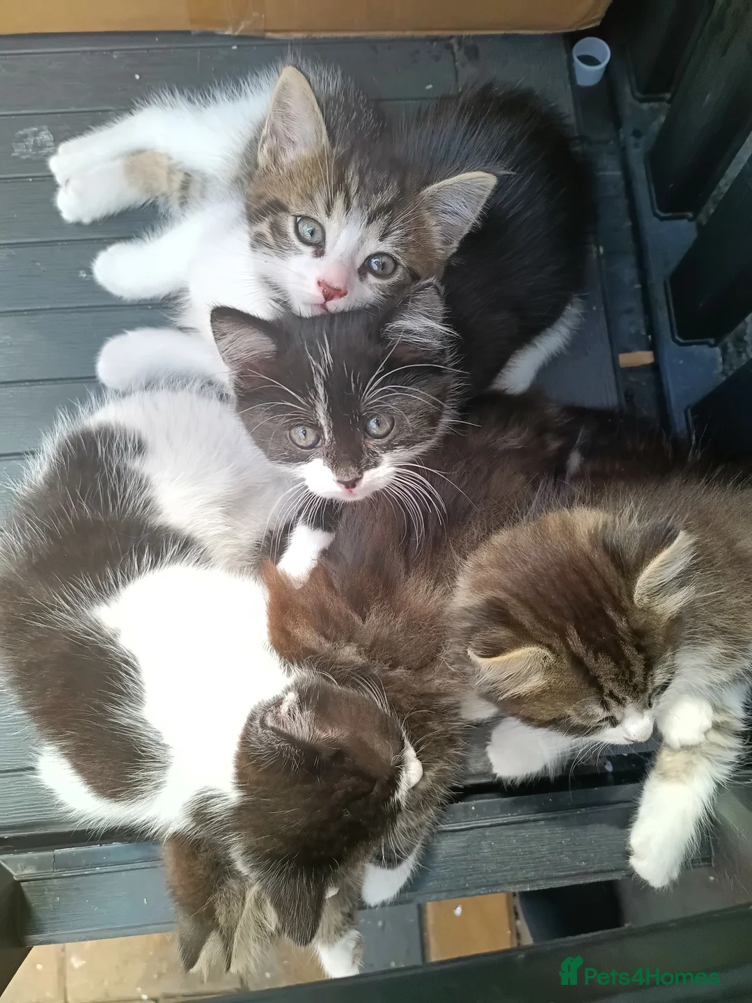 Mixed Breed cats for sale: 1 Beautiful Kitten left Only £50 !!!!! - Advert 2