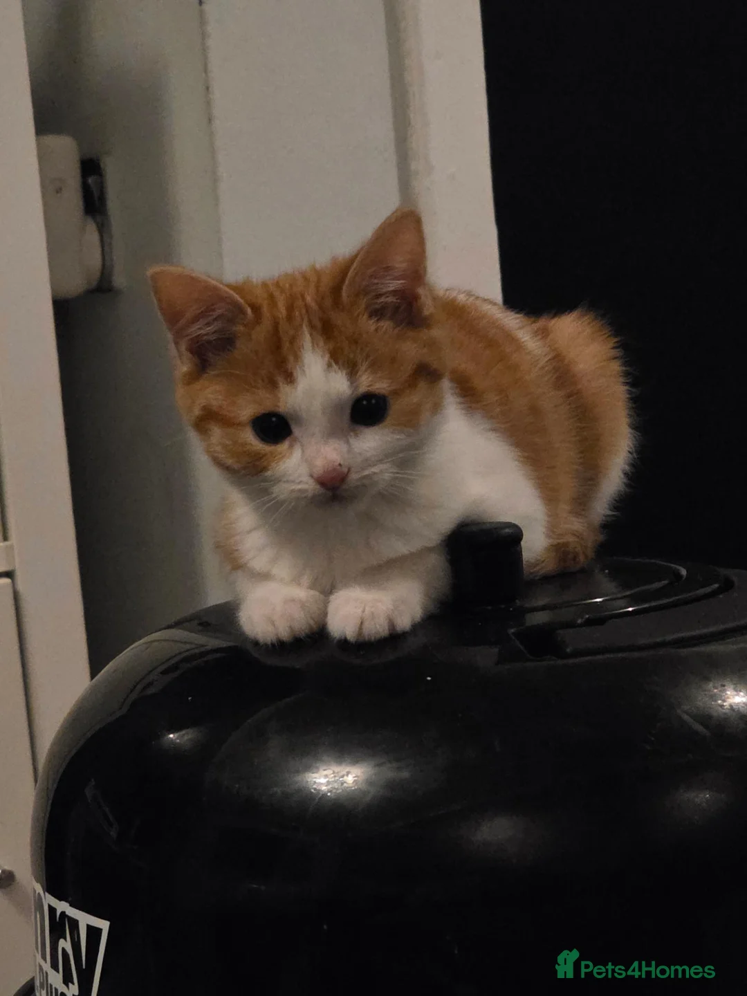 Mixed Breed cats for sale: 5 Adorable Kittens Ready To Go in A Few Days - Advert 7