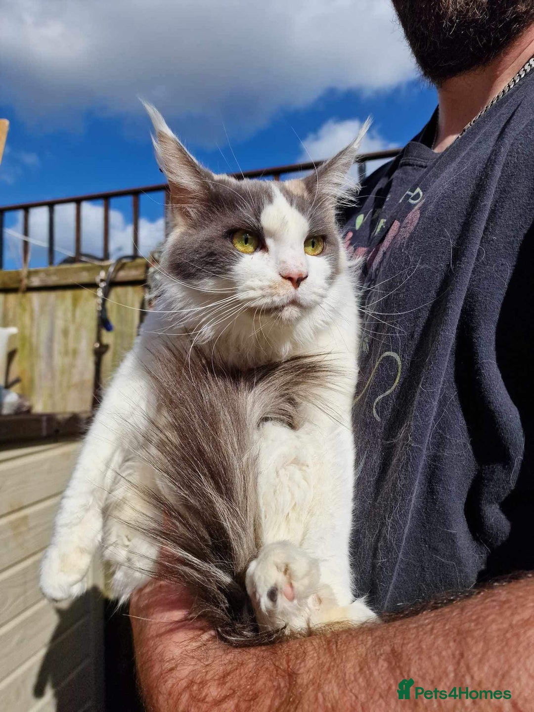 Maine Coon cats for sale: Maine Coon Kittens. Vaccinated. READY NOW  - Image 8