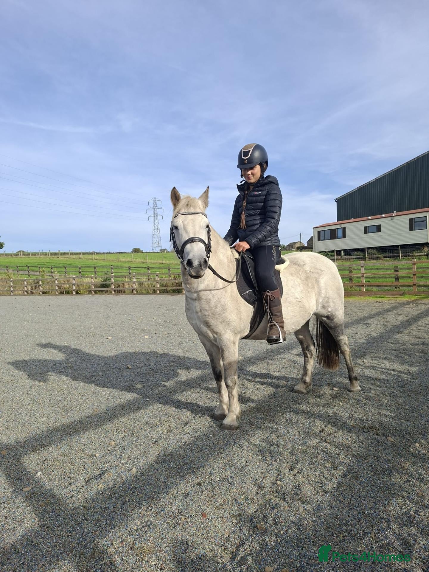 Riding pony horses Star  - Advert 7
