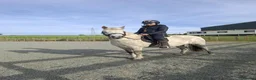 Riding pony horses for sale: Star  - Advert 1