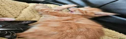 British Longhair cats for sale: Longhaired and shorthaired ginger, black, b & w - Advert 18
