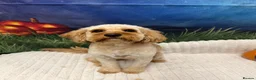 Cavapoo dogs for adoption: BEAR FOSTER TO ADOPT-Cornwall/Devon/SomersetBorder - Advert 20