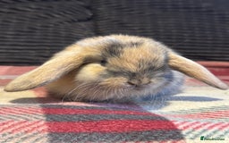 Mini Lop rabbits for sale: Gorgeous lop eared bunnies - Image 7