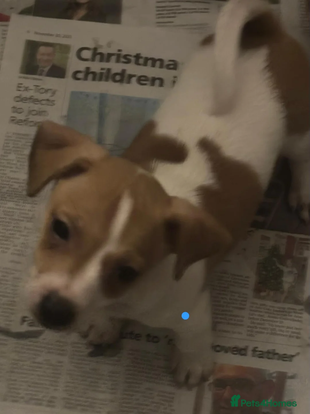 Jack Russell dogs for sale: Jack Russel pups  - Advert 11