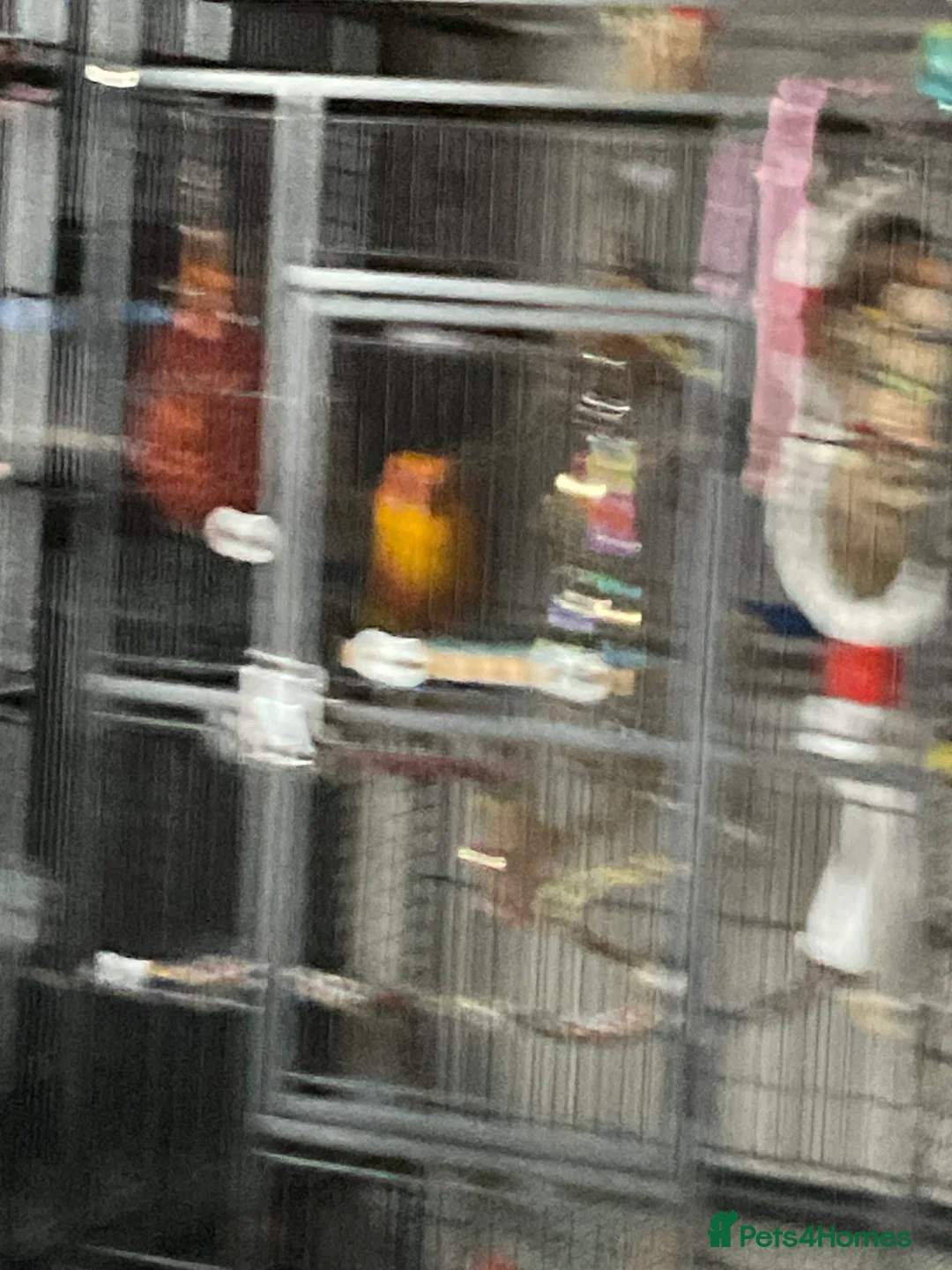 Conures birds for sale: Sun conure - Advert 3