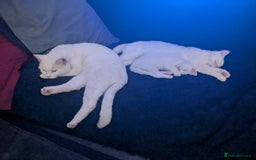 Khao Manee cats for sale: Khao manee cross British short hair - Image 6
