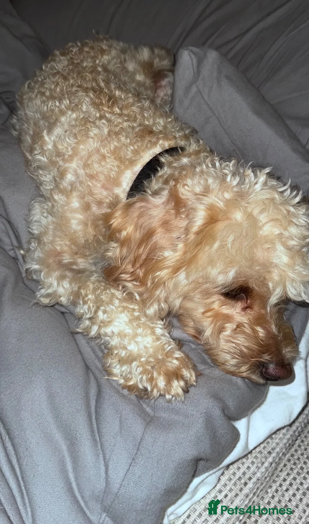 Cockapoo dogs for sale: Cockapoo for sale 3 years old  in West Drayton - Advert 2