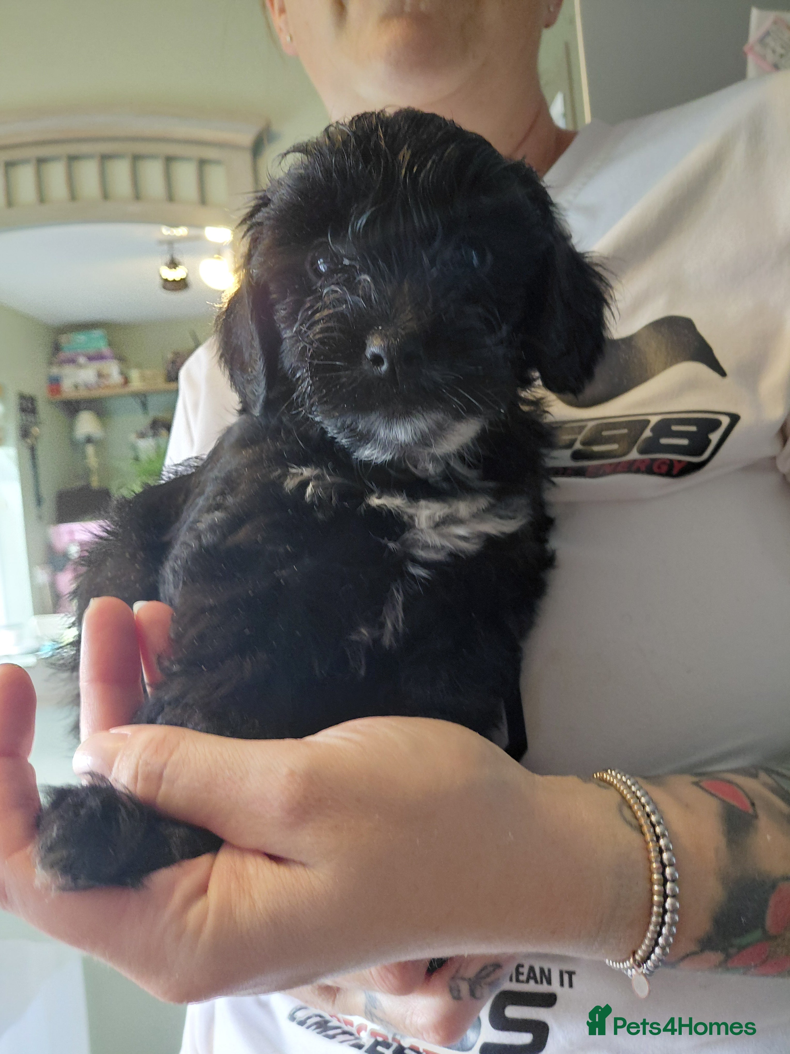 Cockapoo dogs 🏡Ready to leave cockerpoos 🐶🏡only 3 left  - Advert 2