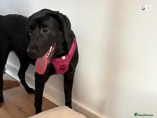 Labrador Retriever dogs Beautiful female labrador - Advert 16