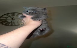 British Shorthair cats for sale: British Shorthair Kittens - Image 18
