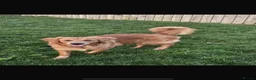Golden Retriever dogs for stud: KC GOLDEN RETRIEVER STUD - Advert 7