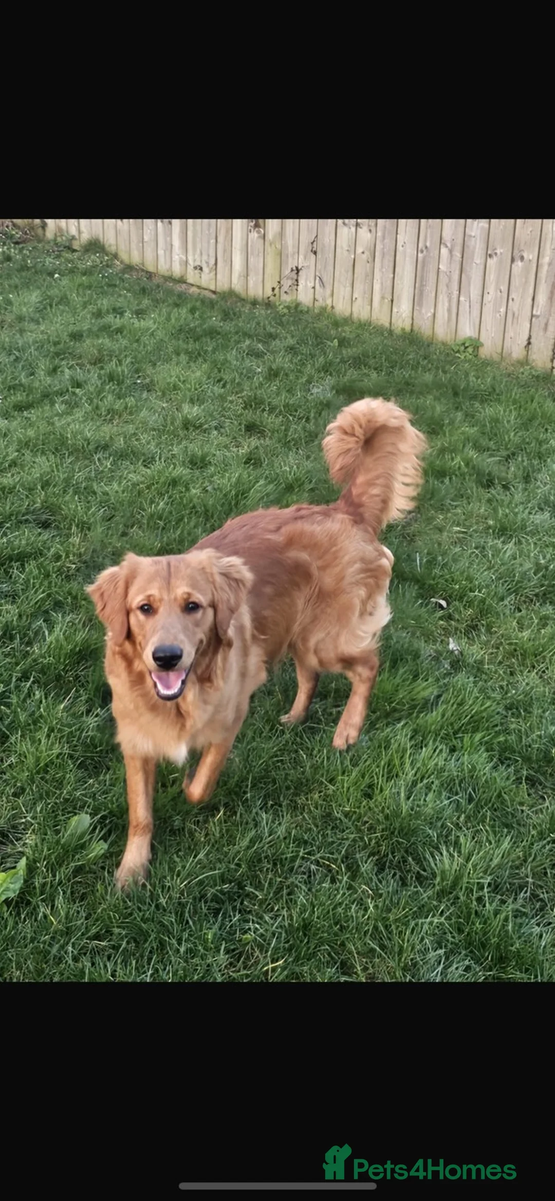 Golden Retriever dogs for stud: KC GOLDEN RETRIEVER STUD - Advert 7