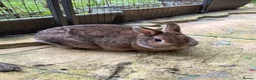 Mixed Breed rabbits for sale: Bonded pair need rehoming must go together.  - Advert 2