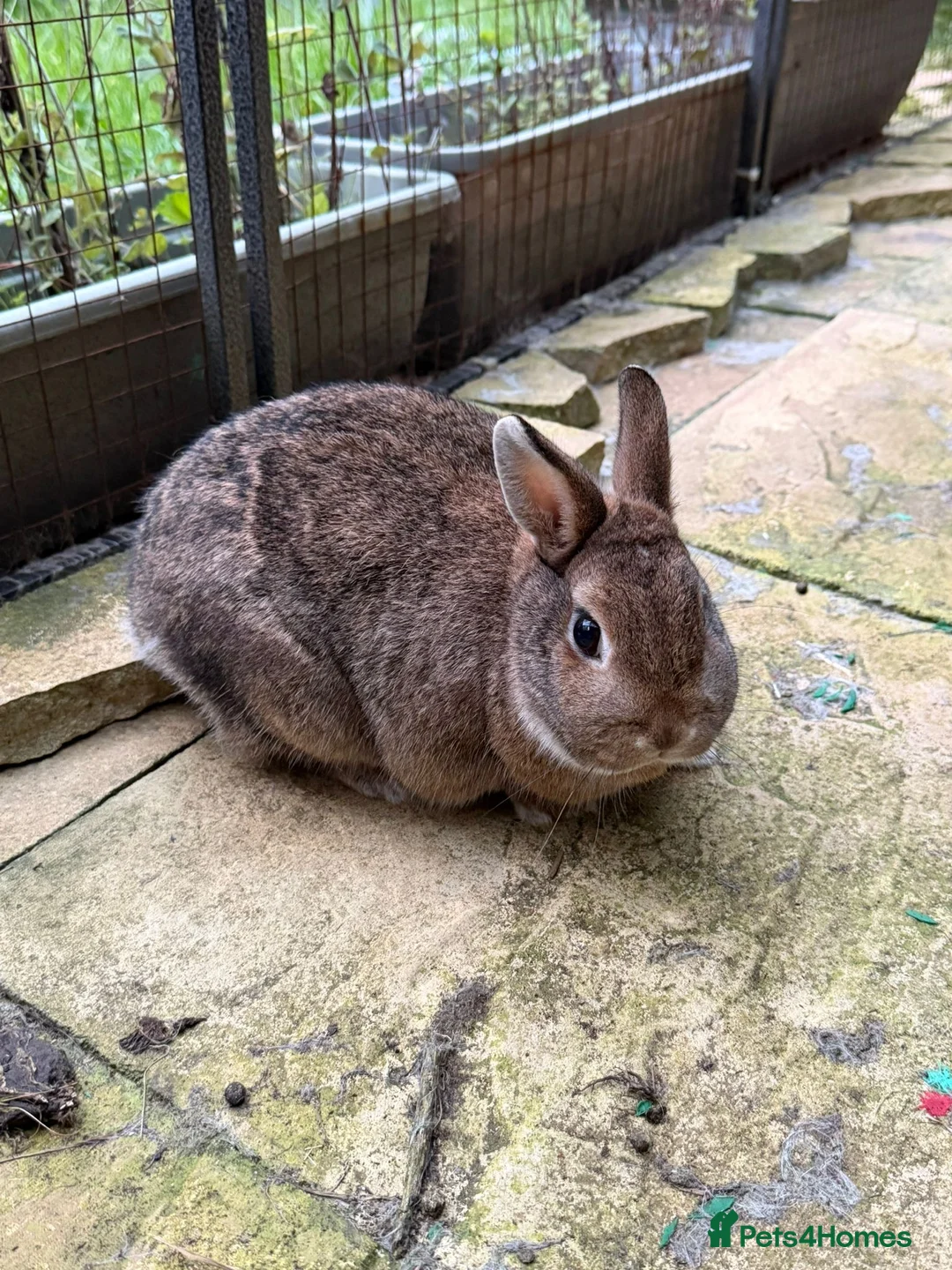 Mixed Breed rabbits for sale: Bonded pair need rehoming must go together.  - Advert 2