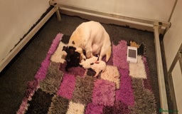 Jack Russell dogs for sale: KC Reg Jack Russell Pups,Parents DNA health tested - Image 29