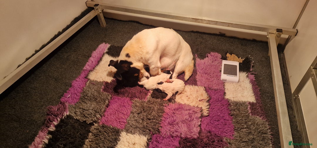 Jack Russell dogs for sale: KC Reg Jack Russell Pups,Parents DNA health tested - Image 29