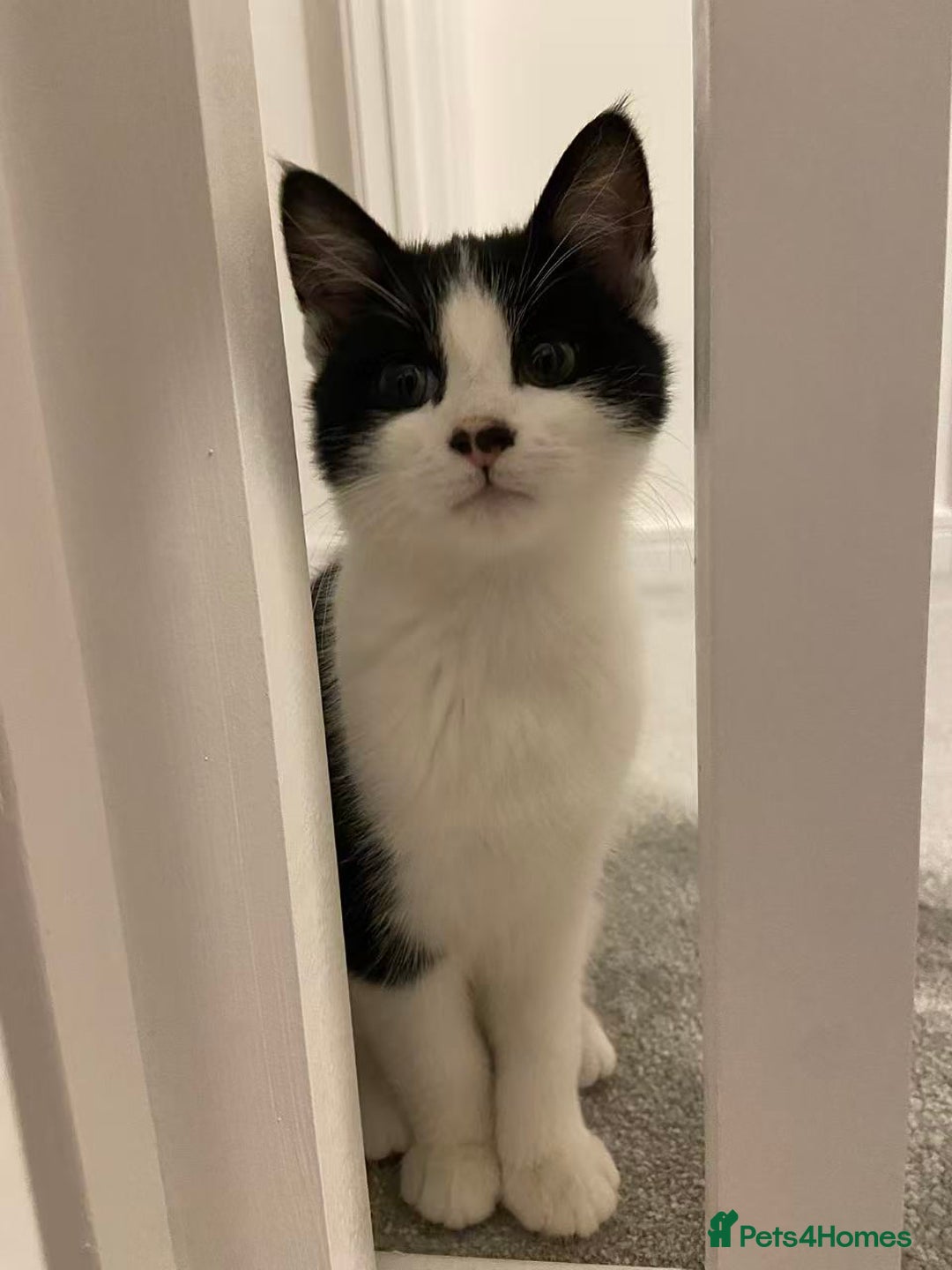 Mixed Breed cats for sale: Cute kittens and mom looking for a good home - Advert 12