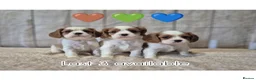 Cavalier King Charles Spaniel dogs for sale: 2 boys left ready to go now ❤️ - Advert 18